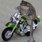 Vartotojas Gaudvildgaudgaile