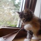 Vartotojas mangustass