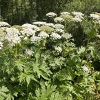 Vartotojas F5c_wZ3_414e_X5