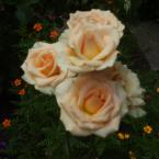 Vartotojas verslininkeb