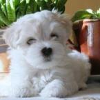 Vartotojas vredina2009