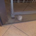 Vartotojas energizer