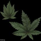 Vartotojas Ricmondier