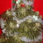 Vartotojas plaukenas1