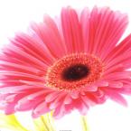 Vartotojas raffaella