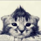 Vartotojas Omission7772