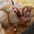 Vartotojas karalaitew2