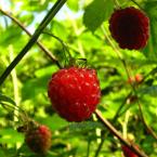 Vartotojas barboraskl