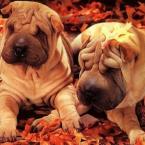 Vartotojas sandrute12