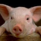 Vartotojas ELEKTRIKAZ