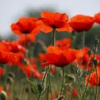 Vartotojas justincikas