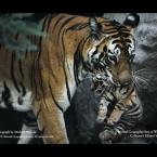 Vartotojas ladyblack