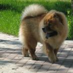 Vartotojas ciau-ciau