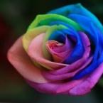 Vartotojas vikktorijam