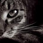 Vartotojas ladyyflame