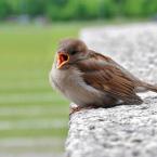 Vartotojas zvirbliukasss