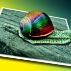 Vartotojas Laukinė_Bitė