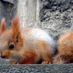 Vartotojas Belcionok