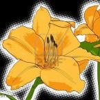 Vartotojas leopardas