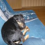 Vartotojas panduliaa