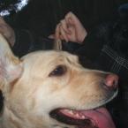 Vartotojas toja-braske