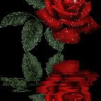 Vartotojas alionuska