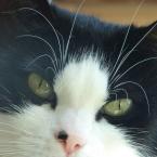 Vartotojas Viktoryte