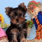 Vartotojas odilija222