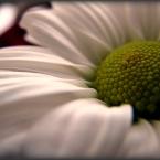 Vartotojas Aušrinė