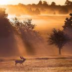 Vartotojas Dementeria Lavey