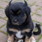 Vartotojas modestas119