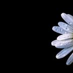 Vartotojas Ligitukas