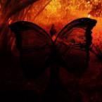 Vartotojas Butterflylt