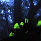 Vartotojas baltapirstine