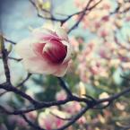 Vartotojas braskinis.debeselis