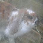 Vartotojas migluciukas