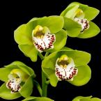 Vartotojas Orchideja