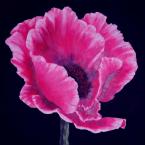 Vartotojas pinkpoppy