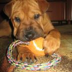 Vartotojas gintariuuks