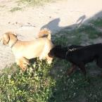 Vartotojas Mandarina