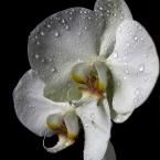 Vartotojas orchideja