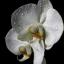 Vartotojas orchideja
