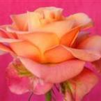 Vartotojas Jolitute23