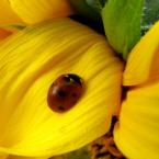 Vartotojas x-auksinuke-x