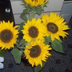 Vartotojas Jurgita2007