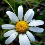 Vartotojas mis_tobulybe