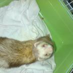 Vartotojas kristaliuliukas