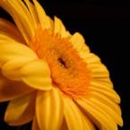 Vartotojas agute_sagute