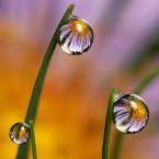 Vartotojas Meskenodrauge