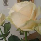 Vartotojas Atradimai